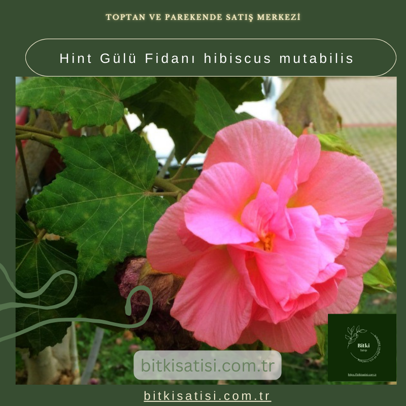Hint Gülü Fidanı hibiscus mutabilis