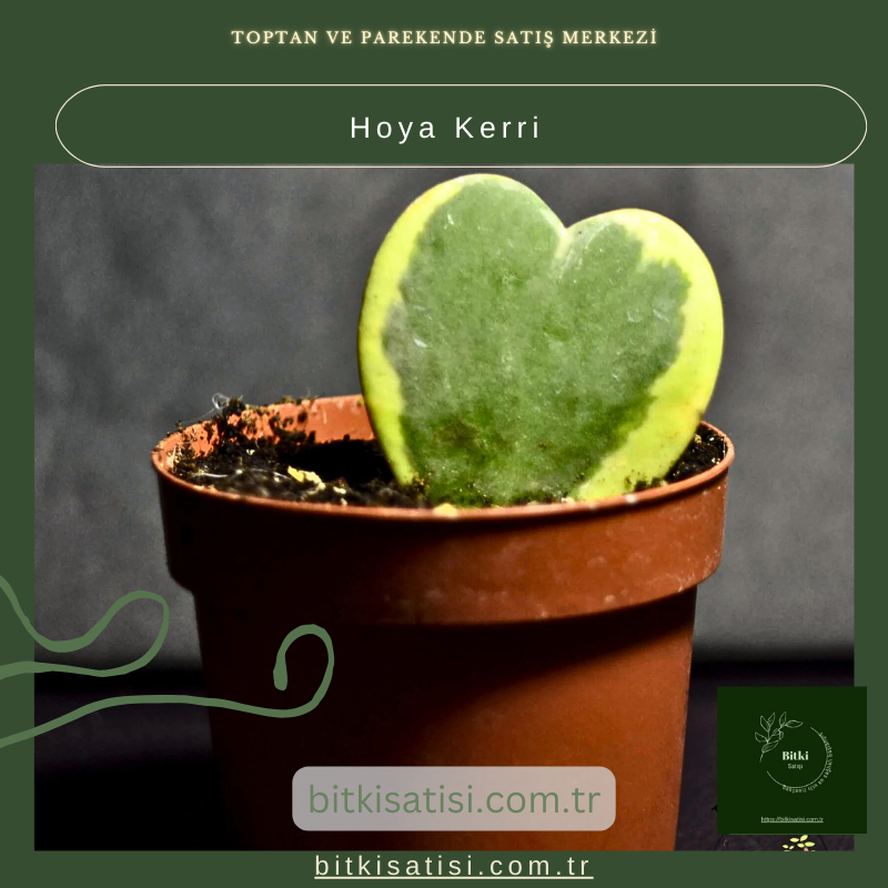 Kalp Şeklindeki Hoya Kerrii Çiçeği Kalp Şeklindeki Hoya Kerrii Çiçeği