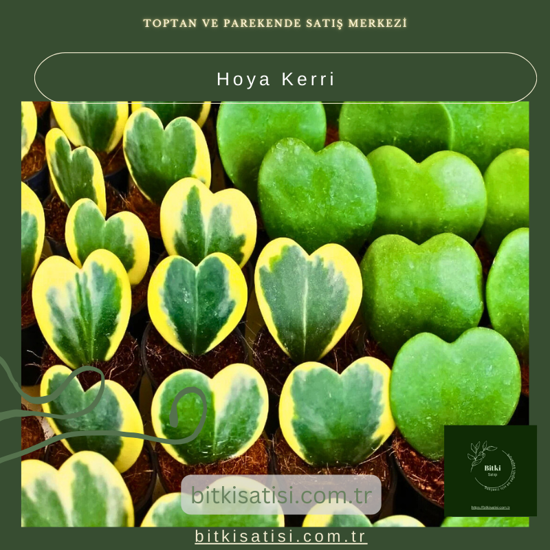 Kalp Şeklindeki Hoya Kerrii Çiçeği Kalp Şeklindeki Hoya Kerrii Çiçeği