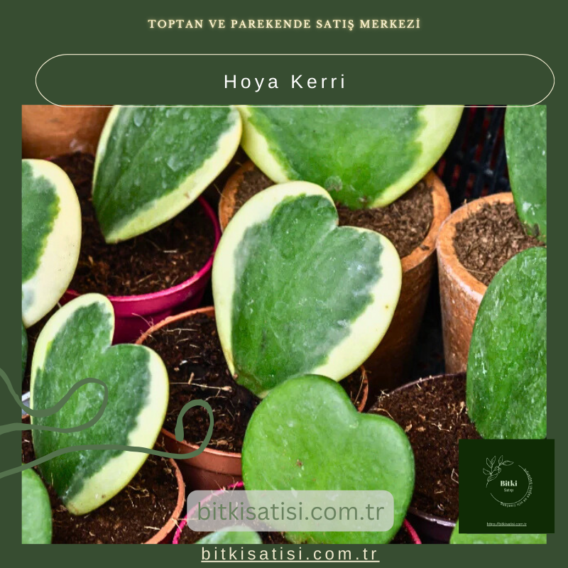 Kalp Şeklindeki Hoya Kerrii Çiçeği Kalp Şeklindeki Hoya Kerrii Çiçeği