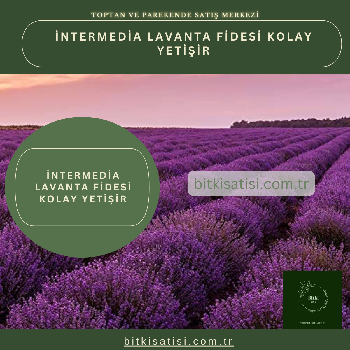 İntermedia Görsel Lavanta Fidesi Kolay Yetişir 20 Fide 250TL 