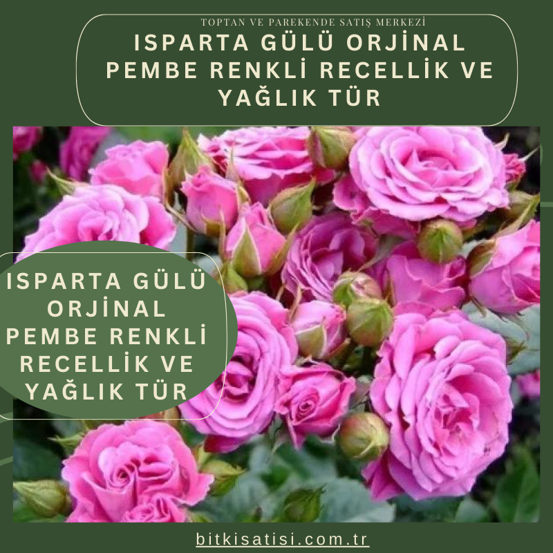 Isparta Gülü Orjinal Pembe Renkli Recellik Ve Yağlık Tür