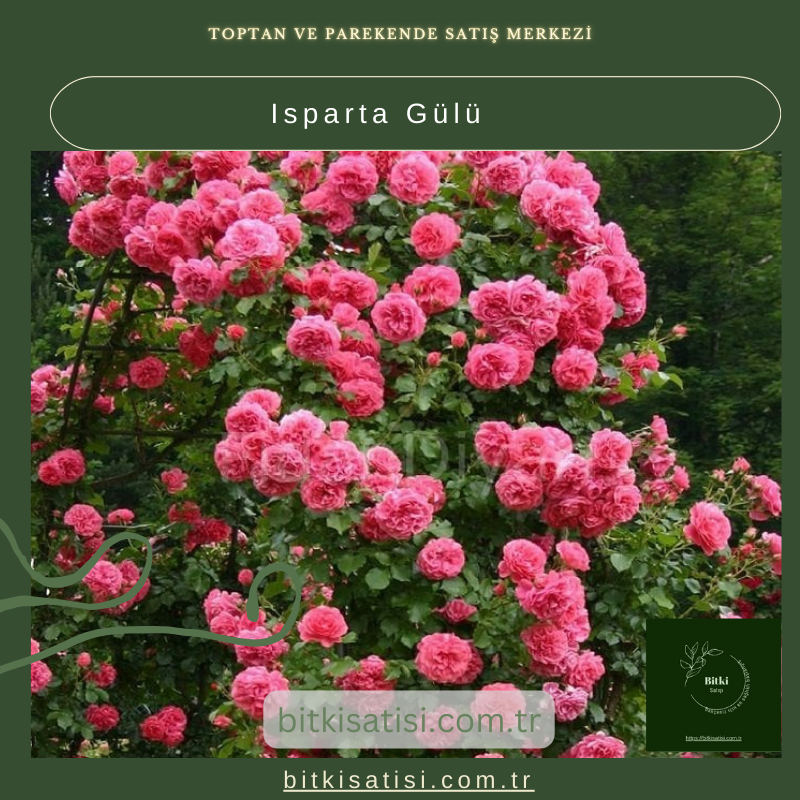 Isparta Gülü Isparta Gülü