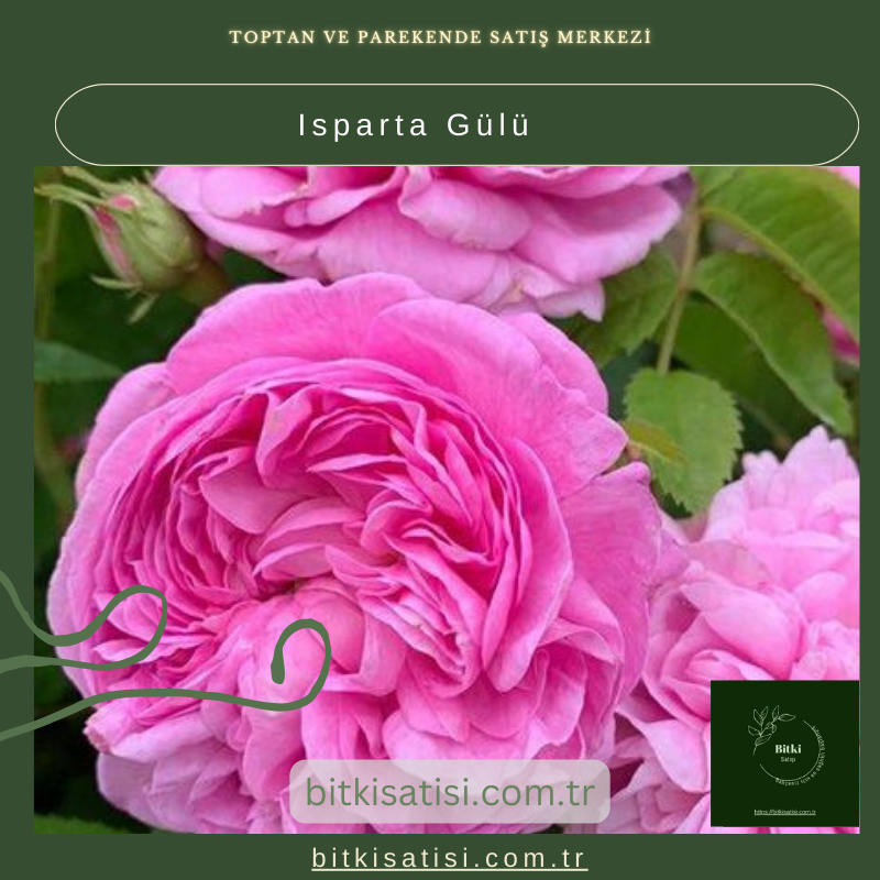 Isparta Gülü Isparta Gülü