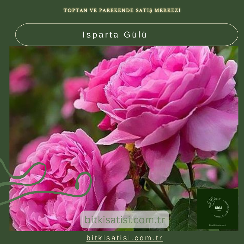 Isparta Gülü Isparta Gülü