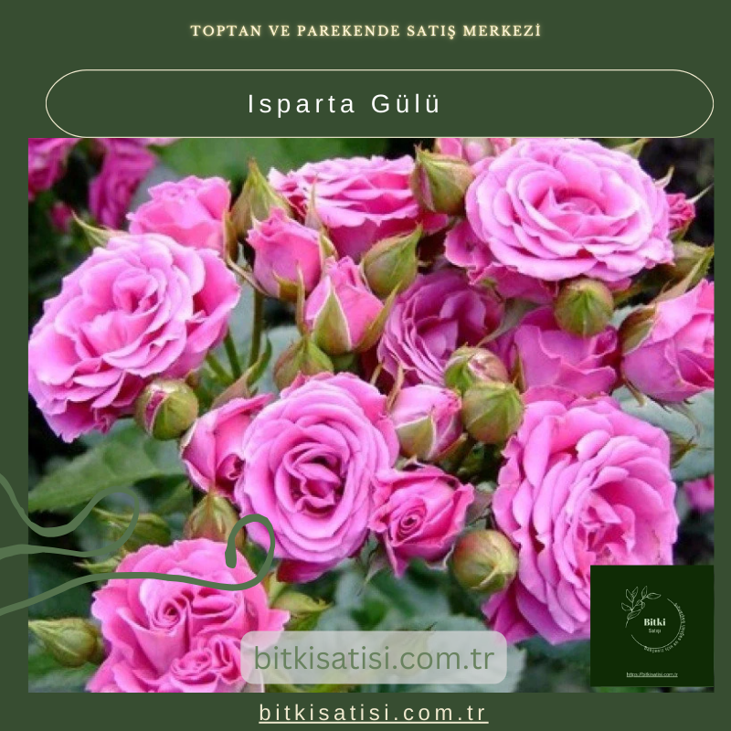 Isparta Gülü Isparta Gülü