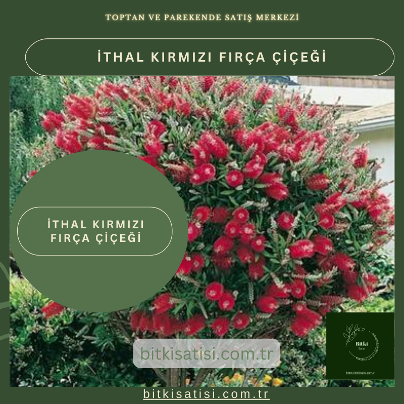 İthal Kırmızı Fırça Çiçeği Türkiyenin Her Yerinde Yetişen Tür İthal Kırmızı Fırça Çiçeği Türkiyenin Her Yerinde Yetişen Tür