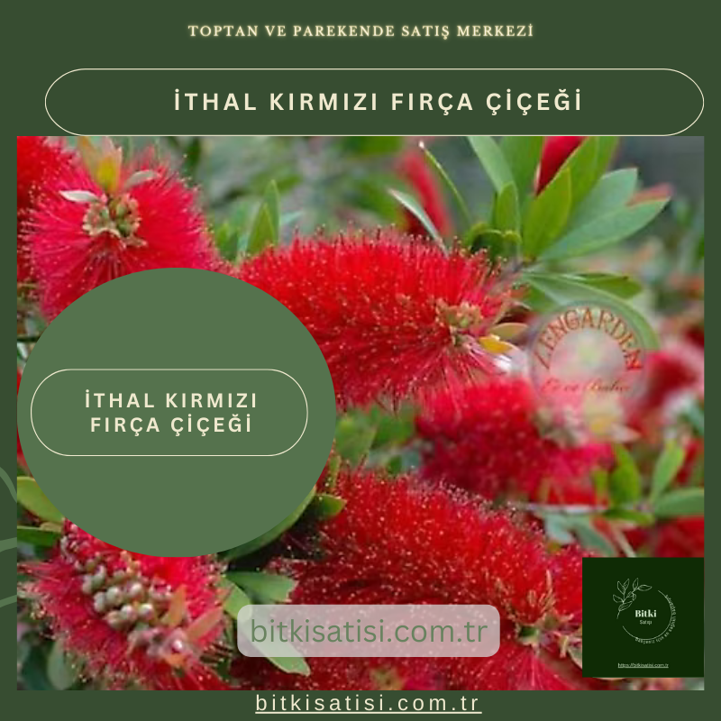 İthal Kırmızı Fırça Çiçeği Türkiyenin Her Yerinde Yetişen Tür İthal Kırmızı Fırça Çiçeği Türkiyenin Her Yerinde Yetişen Tür