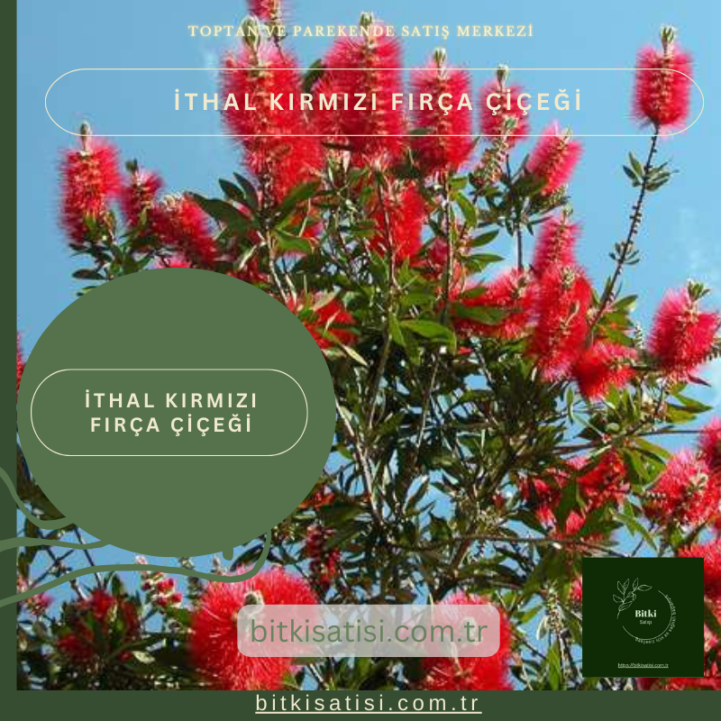 İthal Kırmızı Fırça Çiçeği Türkiyenin Her Yerinde Yetişen Tür İthal Kırmızı Fırça Çiçeği Türkiyenin Her Yerinde Yetişen Tür