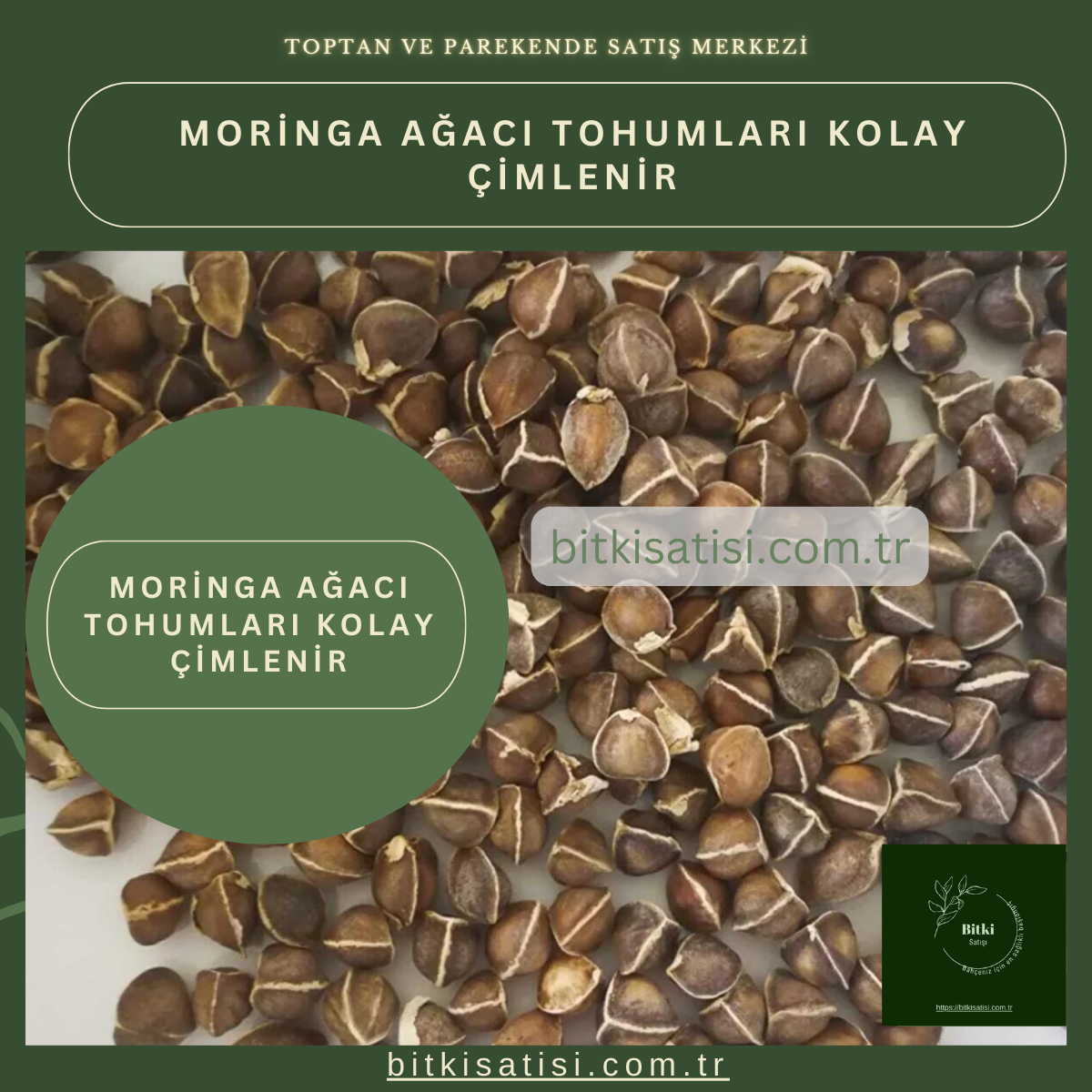 İthal Moringa Ağacı Tohumu 10 Adet Kolay çimlenir