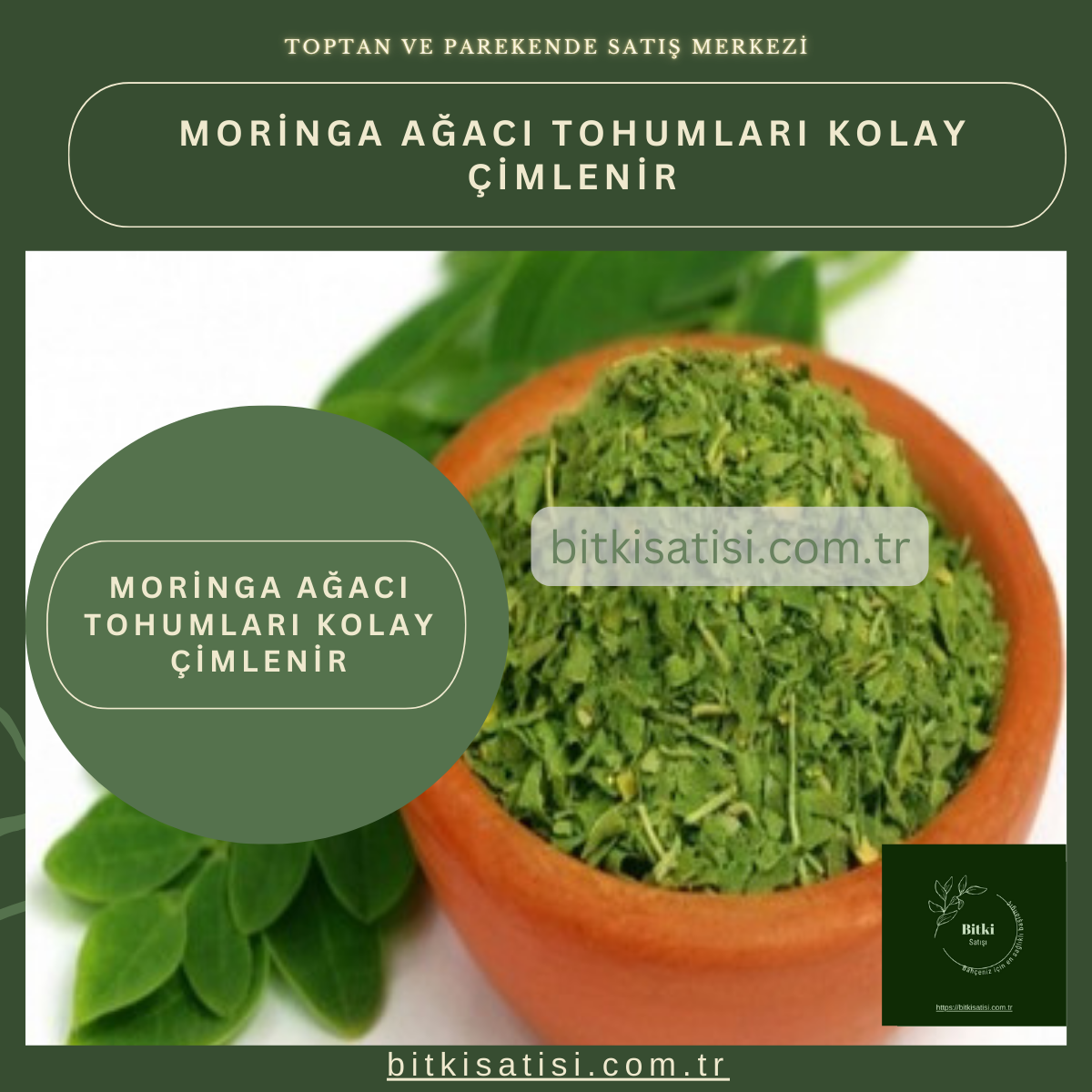 İthal Moringa Ağacı Tohumu 10 Adet Kolay çimlenir