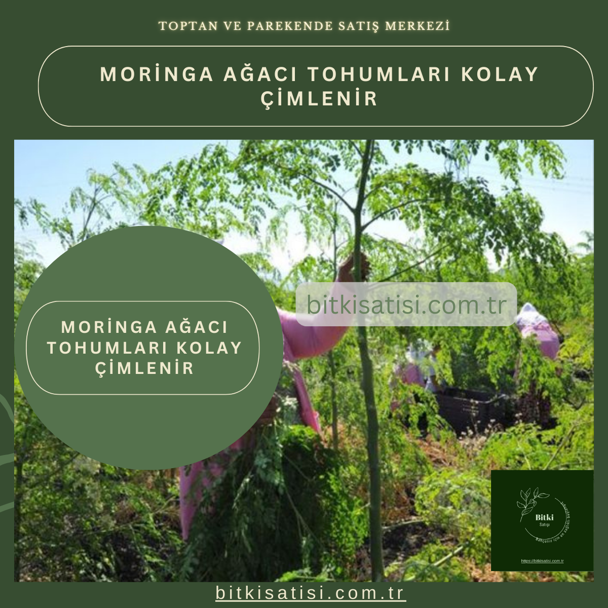 İthal Moringa Ağacı Tohumu 10 Adet Kolay çimlenir
