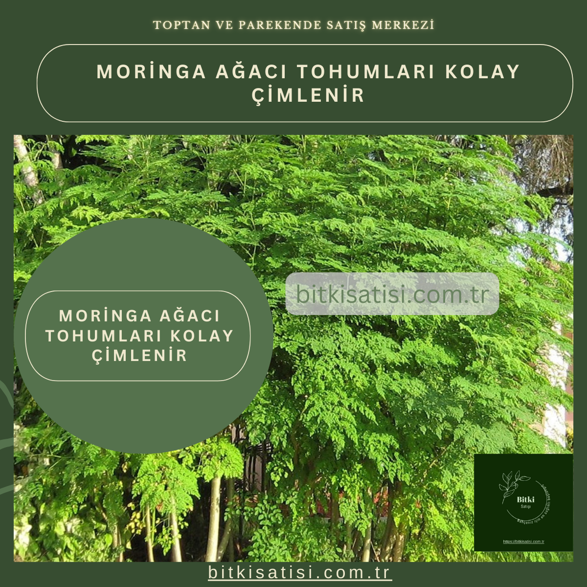 İthal Moringa Ağacı Tohumu 10 Adet Kolay çimlenir