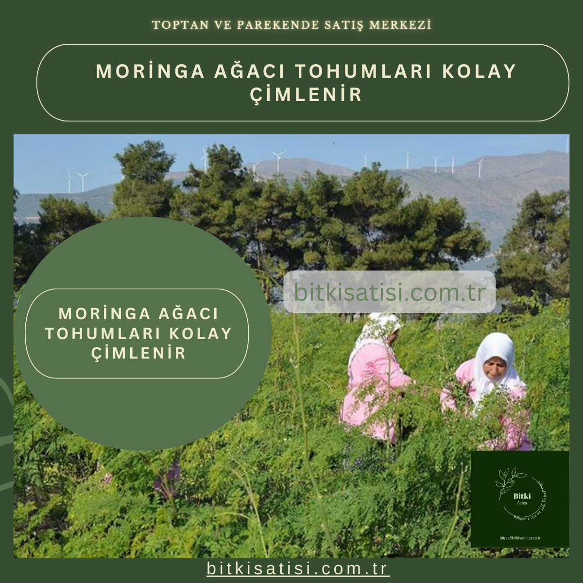 İthal Moringa Ağacı Tohumu 10 Adet Kolay çimlenir