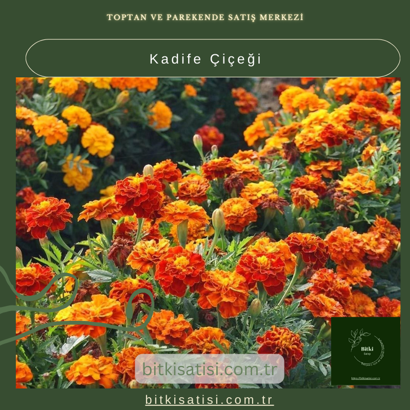 Kadife Çiçeği (Tagetes) ile Renkli Bahçeler Yaratın!