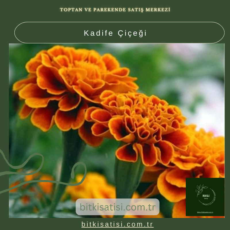 Kadife Çiçeği (Tagetes) ile Renkli Bahçeler Yaratın!
