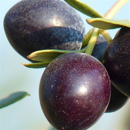 Kalamata Eşek Zeytin Fidanı ile Sofralık Zeytin Üretin! Kalamata Eşek Zeytin Fidanı ile Sofralık Zeytin Üretin!