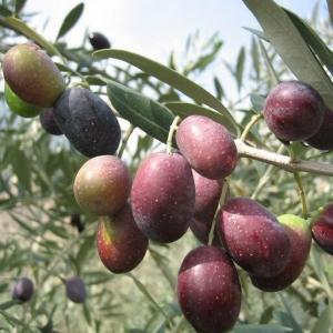 Kalamata Eşek Zeytin Fidanı ile Sofralık Zeytin Üretin!