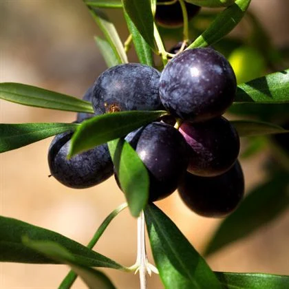 Kalamata Eşek Zeytin Fidanı ile Sofralık Zeytin Üretin! Kalamata Eşek Zeytin Fidanı ile Sofralık Zeytin Üretin!