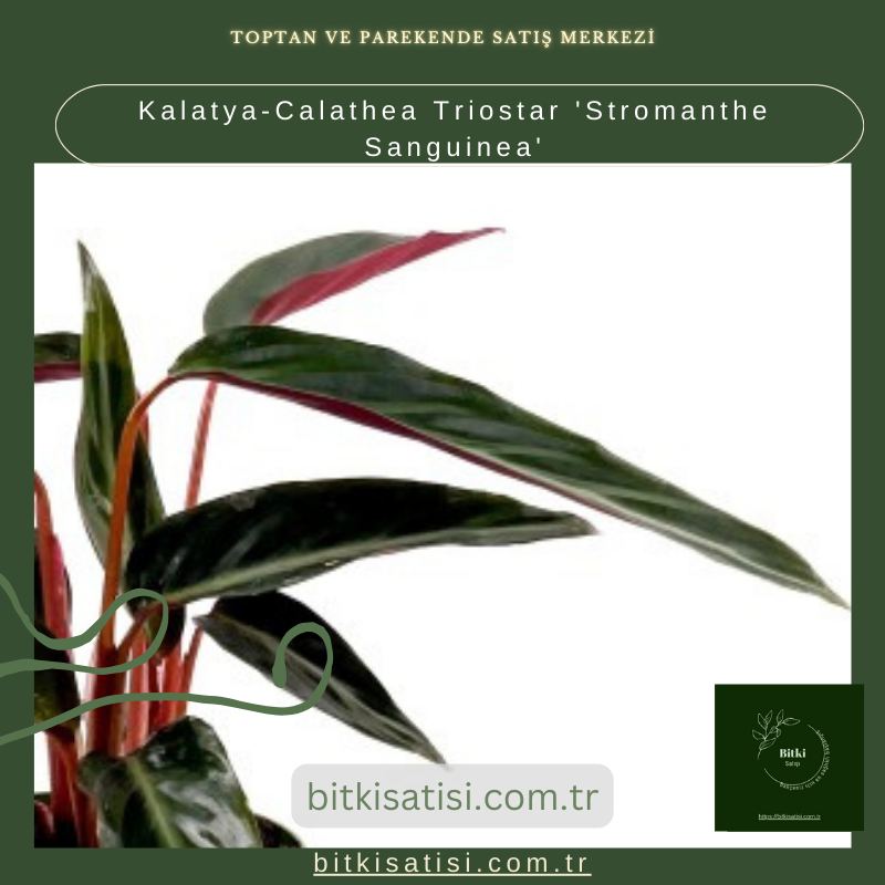 Kalatya-Calathea Triostar (Stromanthe Sanguinea)