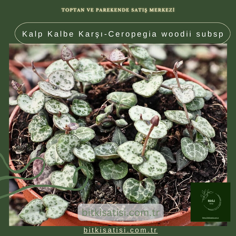 Kalp Kalbe Karşı-Ceropegia woodii subsp