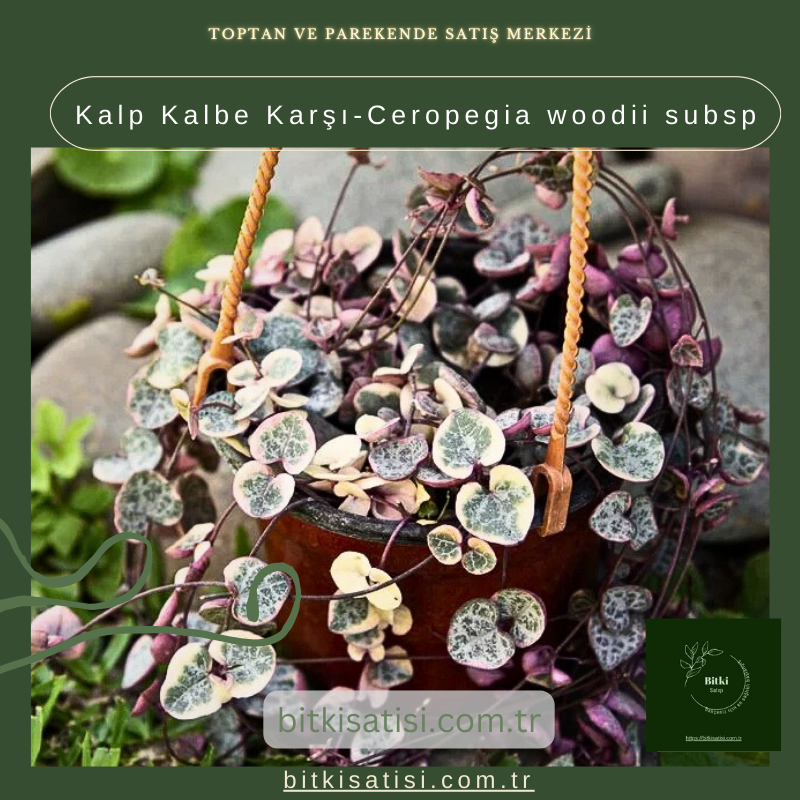 Kalp Kalbe Karşı-Ceropegia woodii subsp