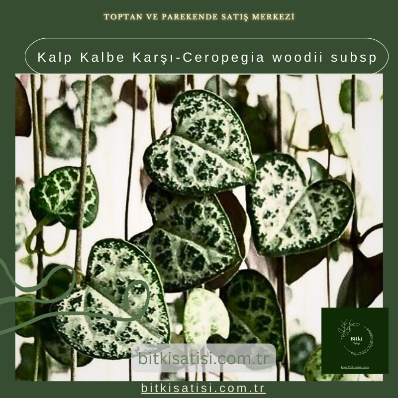 Kalp Kalbe Karşı-Ceropegia woodii subsp