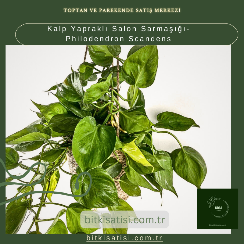 Kalp Yapraklı Salon Sarmaşığı-Philodendron Scandens