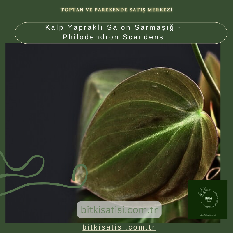 Kalp Yapraklı Salon Sarmaşığı-Philodendron Scandens