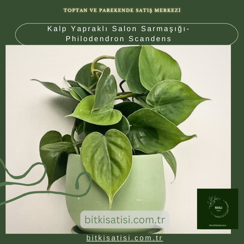 Kalp Yapraklı Salon Sarmaşığı-Philodendron Scandens