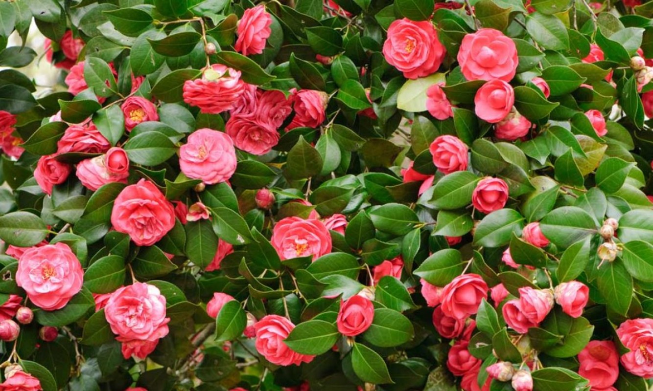 Kamelya Gülü: Soğuk İklimlere Dayanıklı Bahçe Gülü Kamelya Gülü: Soğuk İklimlere Dayanıklı Bahçe Gülü