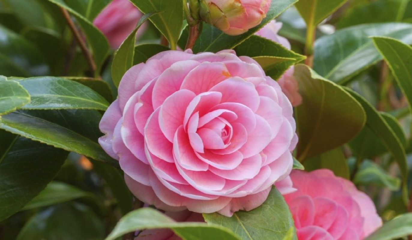 Kamelya Gülü: Soğuk İklimlere Dayanıklı Bahçe Gülü Kamelya Gülü: Soğuk İklimlere Dayanıklı Bahçe Gülü