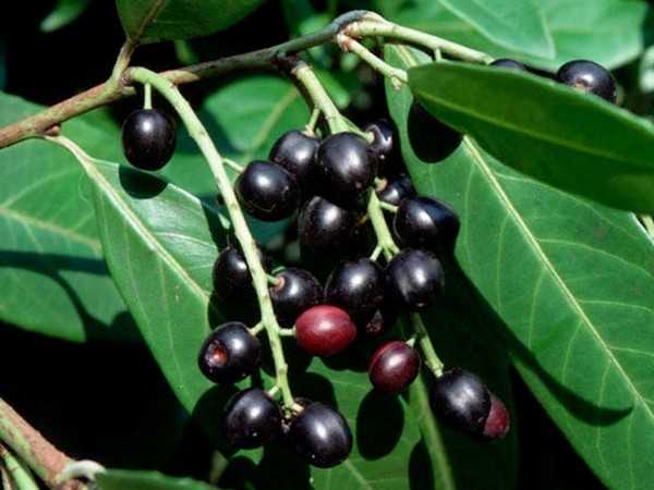 Karayemiş Fidanı (Laz Kirazı) Satışı: Prunus Laurocerasus ile Bahçenizi Güzelleştirin