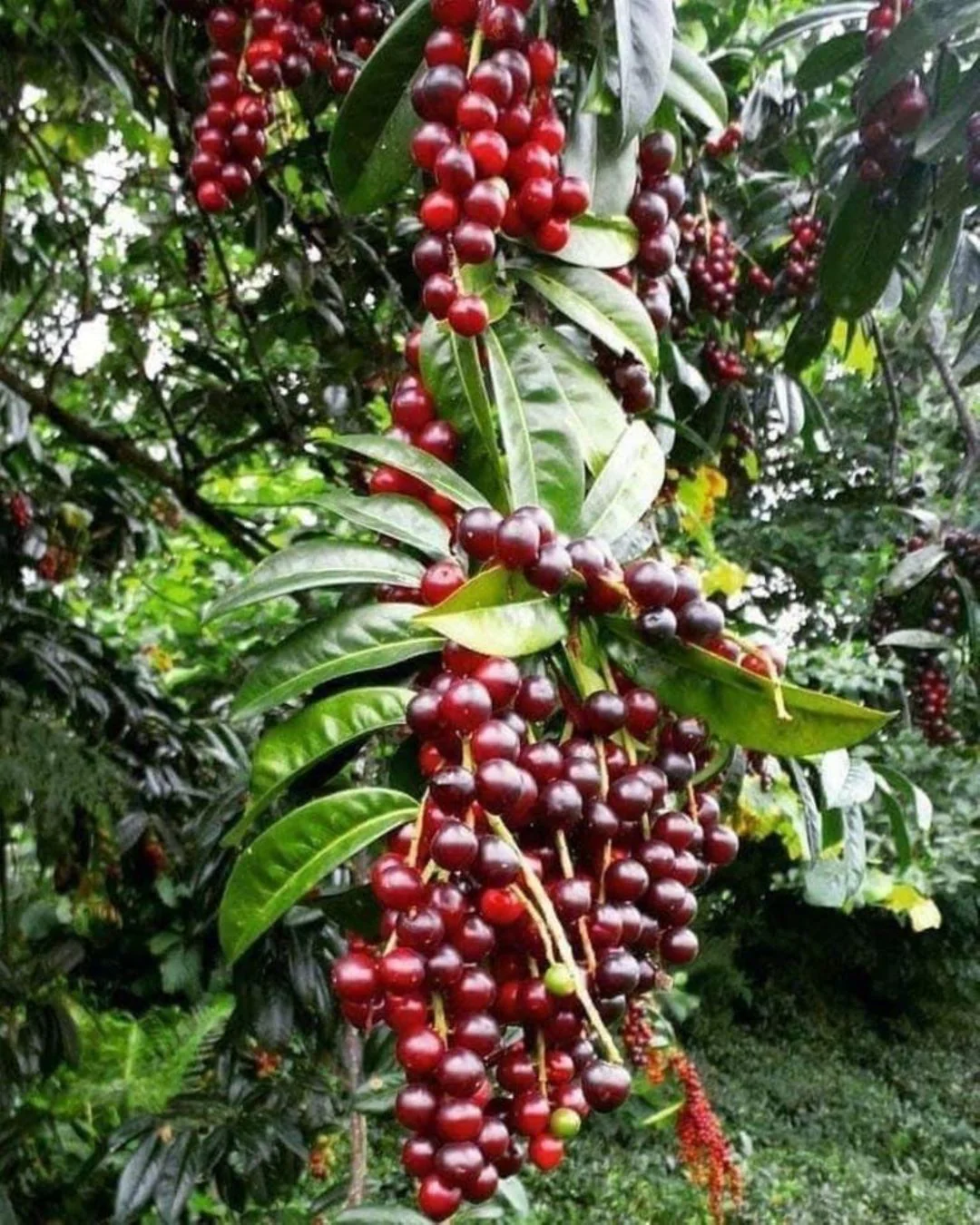 Karayemiş Fidanı (Laz Kirazı) Satışı: Prunus Laurocerasus ile Bahçenizi Güzelleştirin