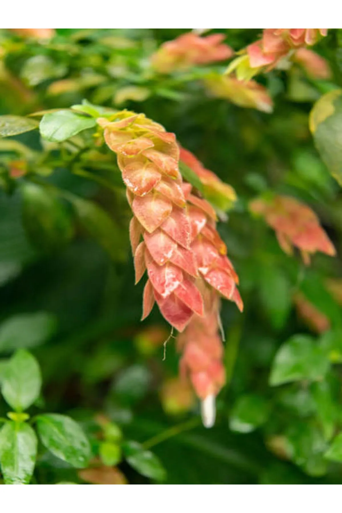 Karides Çiçeği  Evinize Bahçenize Egzotik Bir Doku Katın Karides Çiçeği  Evinize Bahçenize Egzotik Bir Doku Katın