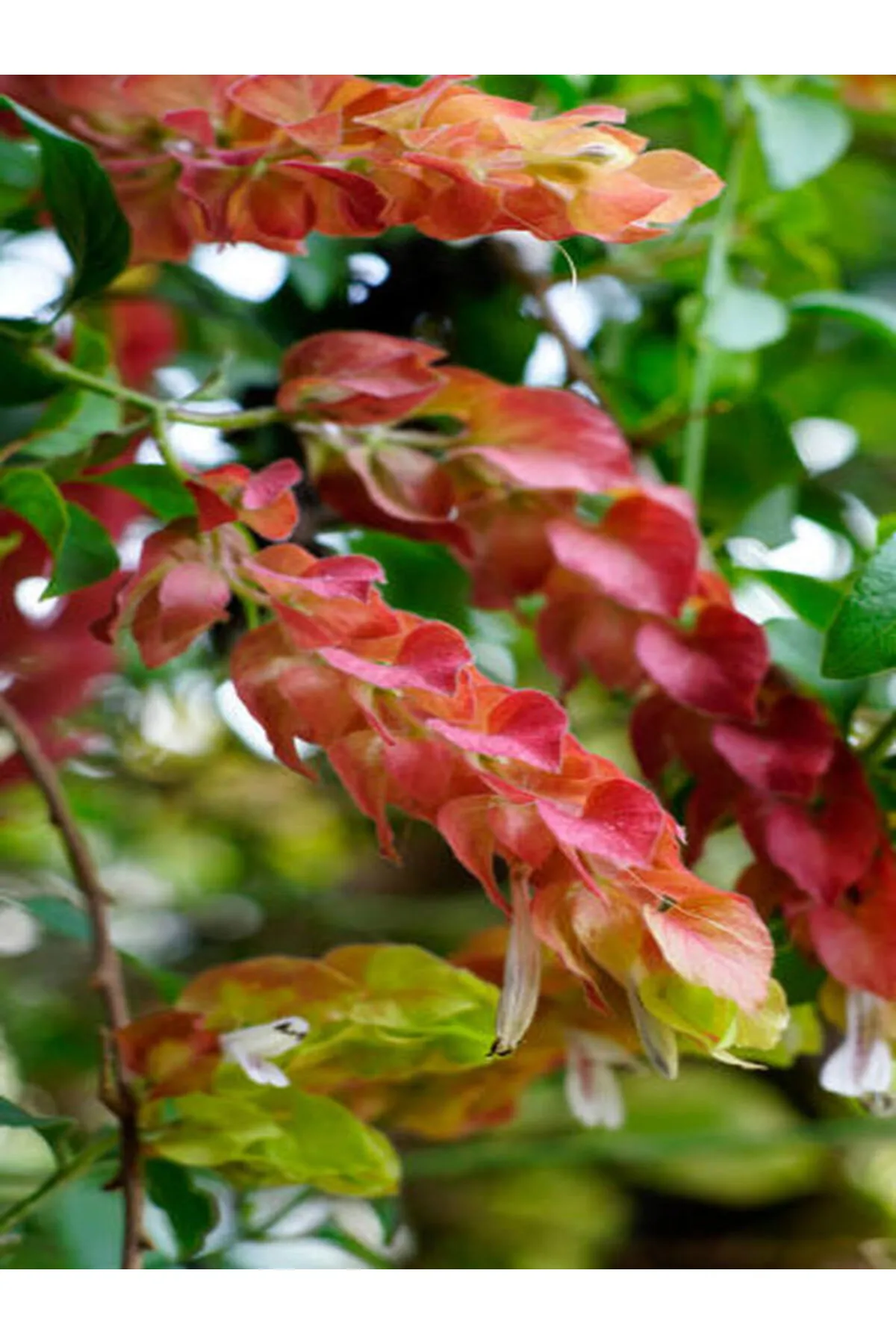 Karides Çiçeği  Evinize Bahçenize Egzotik Bir Doku Katın Karides Çiçeği  Evinize Bahçenize Egzotik Bir Doku Katın