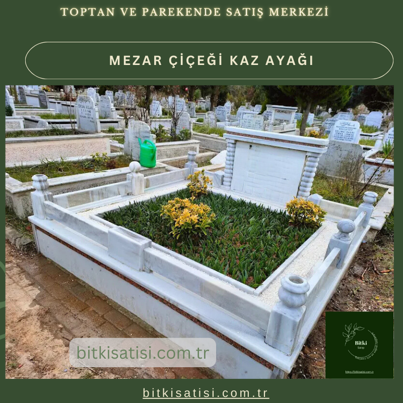 Kaz ayağı mezar çiçeği. Sıcak soğuk ve susuzluğa dayanıklı 45 fide al