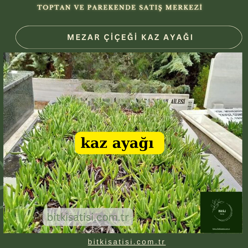 Kaz ayağı mezar çiçeği. Sıcak soğuk ve susuzluğa dayanıklı 45 fide al