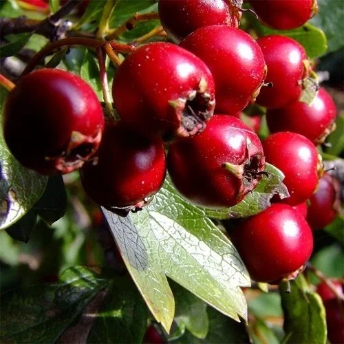 Kırmızı Alıç Fidanı ile Bahçenize Doğal Güzellik Katın Kırmızı Alıç Fidanı ile Bahçenize Doğal Güzellik Katın