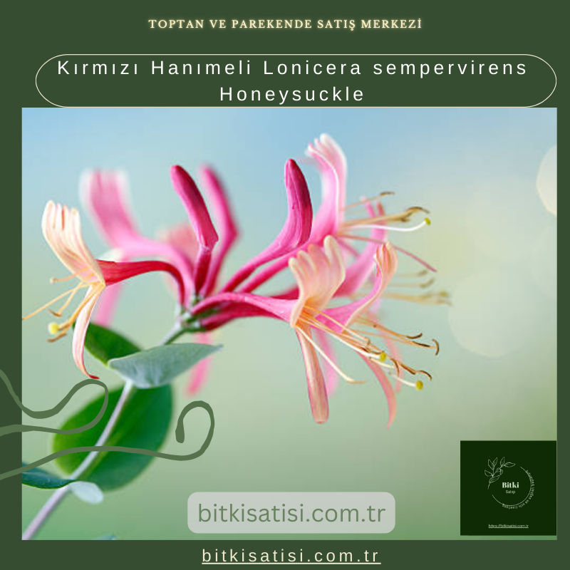 Kırmızı Hanımeli Lonicera sempervirens Honeysuckle Kırmızı Hanımeli Lonicera sempervirens Honeysuckle