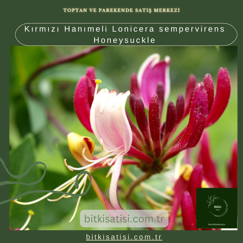 Kırmızı Hanımeli Lonicera sempervirens Honeysuckle Kırmızı Hanımeli Lonicera sempervirens Honeysuckle