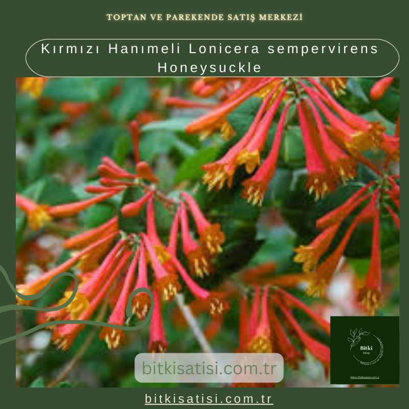 Kırmızı Hanımeli Lonicera sempervirens Honeysuckle Kırmızı Hanımeli Lonicera sempervirens Honeysuckle