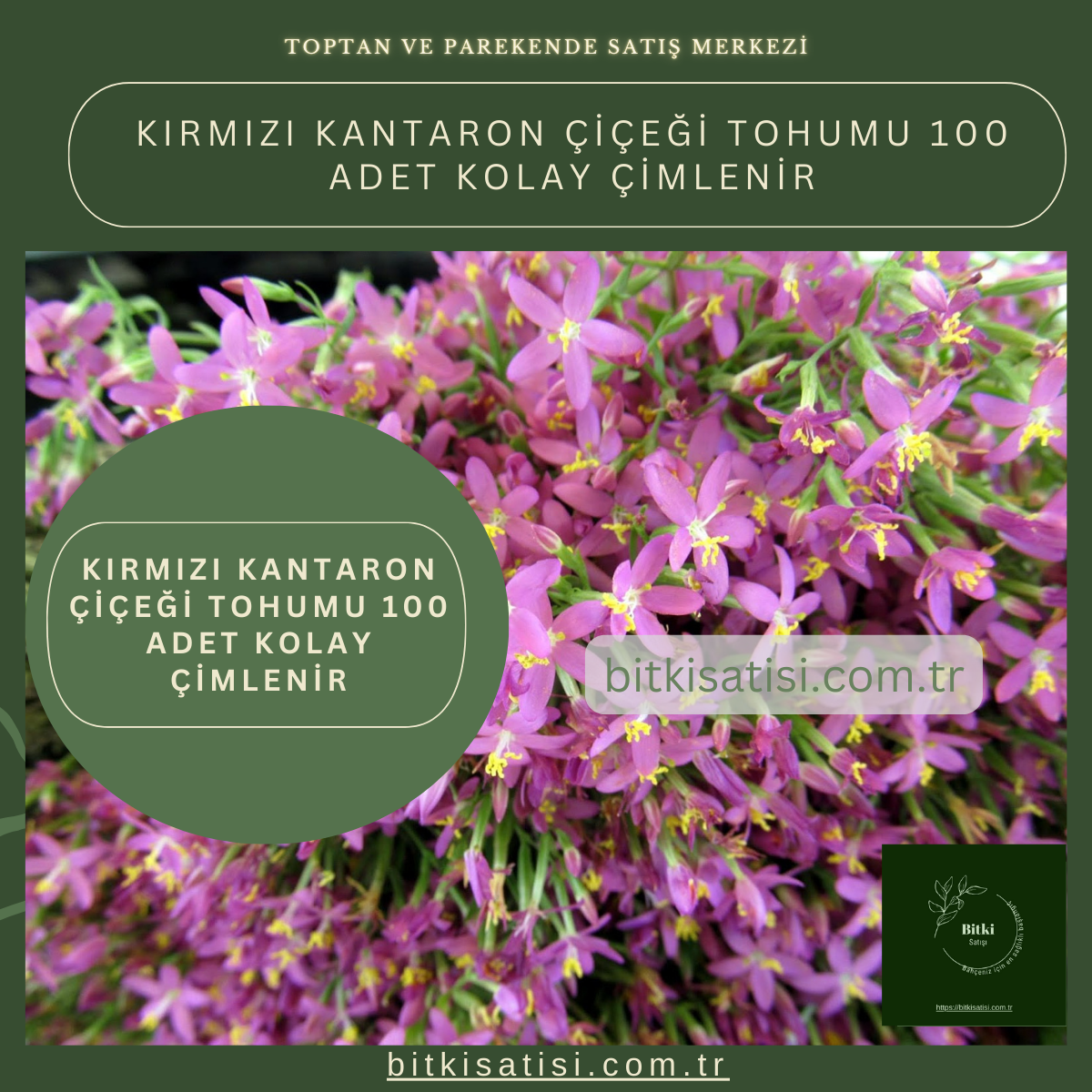 Kırmızı Kantaron Çiçeği Tohumu 100 Adet Kolay çimlenir
