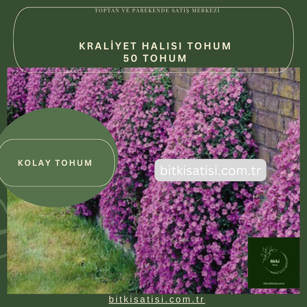 Kraliyet Halısı Tohum 50 Adet Kolay çimlenir