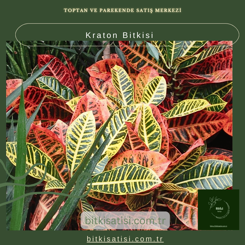 Kraton Bitkisi Kraton Bitkisi