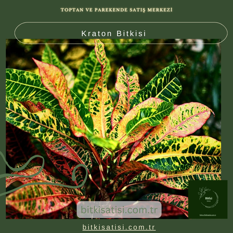 Kraton Bitkisi Kraton Bitkisi