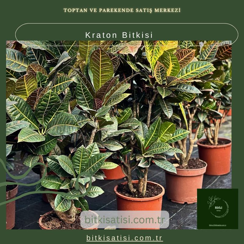 Kraton Bitkisi Kraton Bitkisi