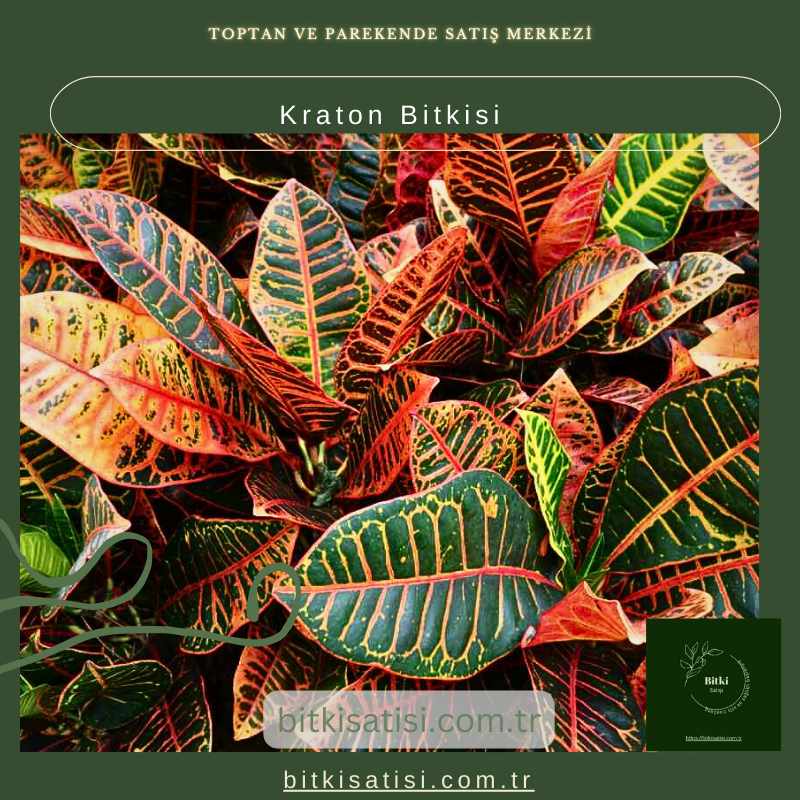 Kraton Bitkisi Kraton Bitkisi