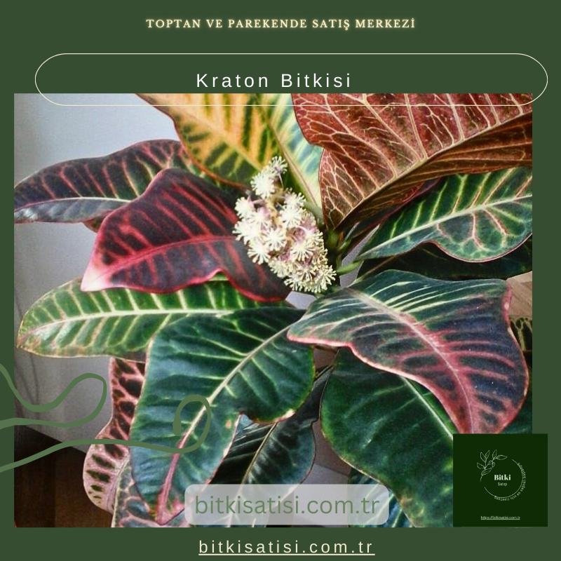 Kraton Bitkisi Kraton Bitkisi