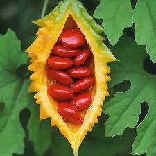 Kudret Narı Fidanı Satışı: Şimdi Sipariş Ver, Sağlığını Güçlendir! Kudret Narı Fidanı Satışı: Şimdi Sipariş Ver, Sağlığını Güçlendir!